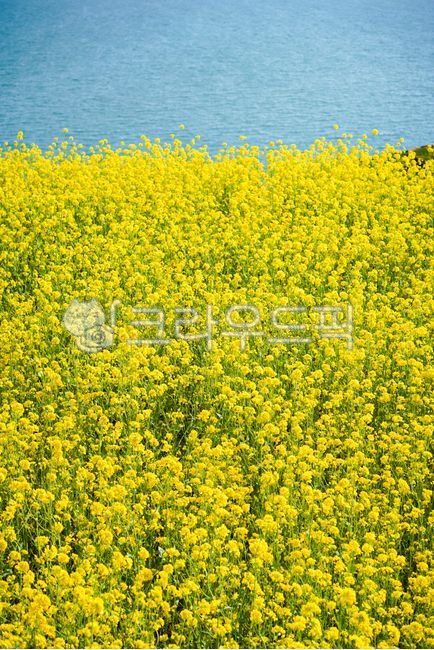 spring flowers,spring,ocean,rape flower,flower