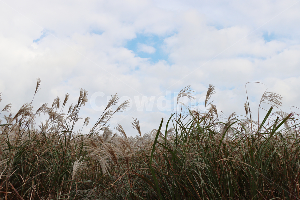 산굼부리,갈대,풍경,자연,식물,plant,grass,reed,nature,가을,계절,fall,autumn,season