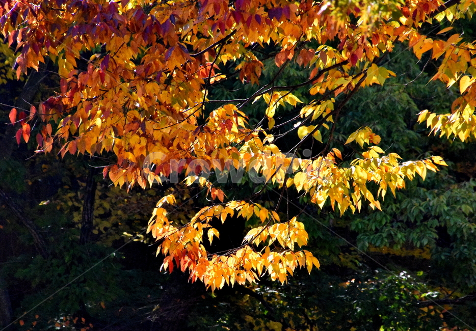 가을,단풍,경치,낙엽,색갈,조화,아름다움,힐링,가을,계절,fall,autumn,season,자연,풍경,nature,landscape,leaf,잎,plant,식물,tree,나무,maple
