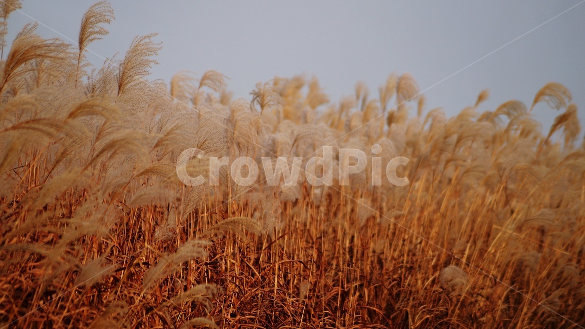 가을,가을풍경,하늘공원,억세풀,갈대,가을,계절,fall,autumn,season,식물,자연,plants,nature,grass,잔디,plant,lawn,reed
