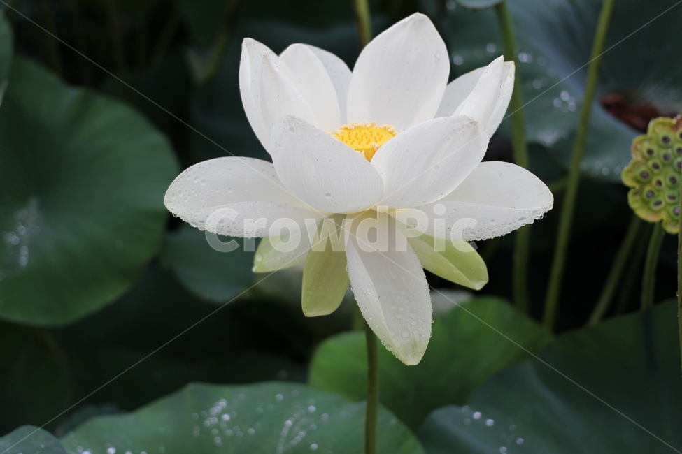 연꽃,비오는날,lotus,세미원,꽃,식물,자연,plants,nature,꽃,flower