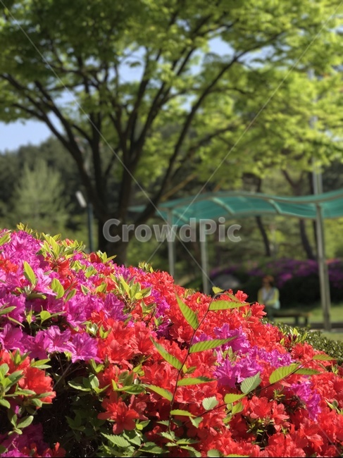 꽃,철쭉,봄,나무,여유,봄,계절,spring,season,식물,자연,plants,nature,꽃,flower,blossom,geranium,제라늄,plant