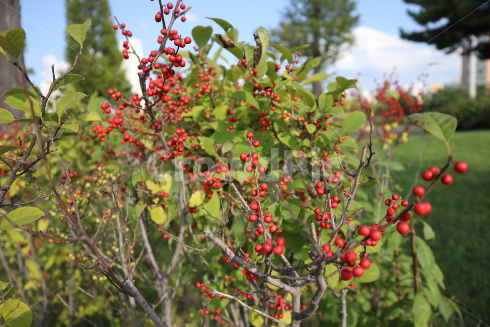 빨간색열매,열매,붉은열매,redfruit,빨간색