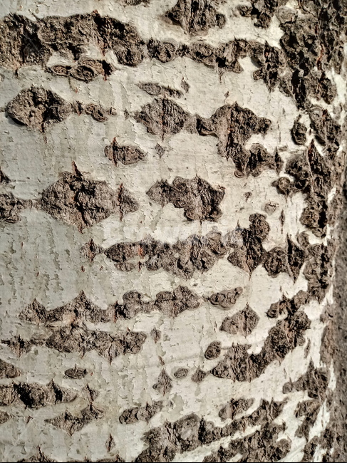 나무,tree,나무껍질,질감,무늬,배경화면,background,closeup,식물,자연,plants,nature,나무,trees,wood