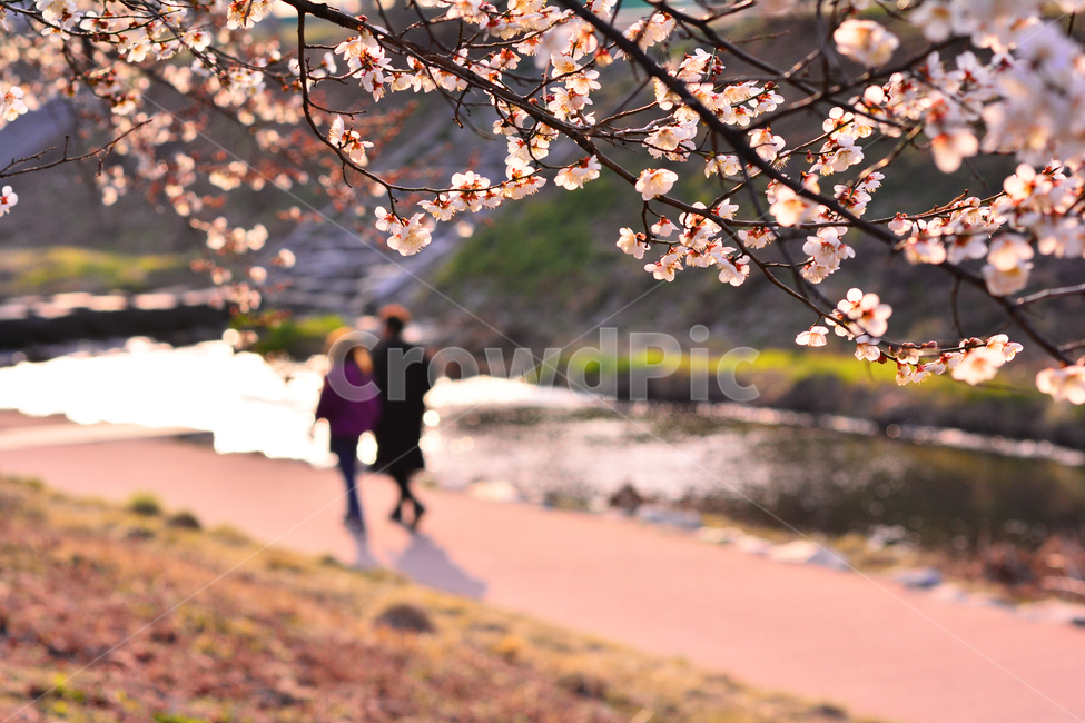 봄,매화꽃,살구꽃,봄배경,산책,나들이,산책로,개울가,시냇물,사람들,시즌,계절,3월,4월,풍경,바탕,백그라운드,꽃길,힐링,spring,flowers,season,연인,커플,데이트,남녀,봄,계절,spring,season,자연,풍경,nature,landscape,사람,인물,인간,human,person,연인,커플,사랑,lover,couple,plant,식물