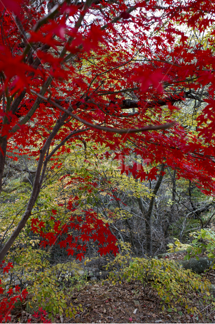 가을,단풍,빨강,적색,단풍나무,산,정취,가을,계절,fall,autumn,season,식물,자연,plants,nature,leaf,잎,plant,tree,나무,maple