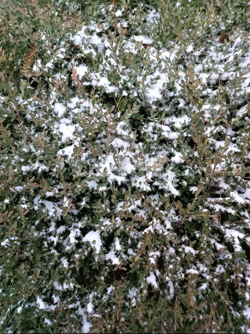 눈,snow,겨울,white,plant
