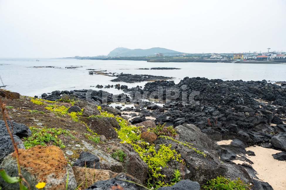 제주,제주도,우도,바다,자연,nature,풍경,이끼,비양도,바닷가,섬,돌,해안가,해변가,아름다운풍경,자연,풍경,nature,landscape,제주도,jeju,jeju island