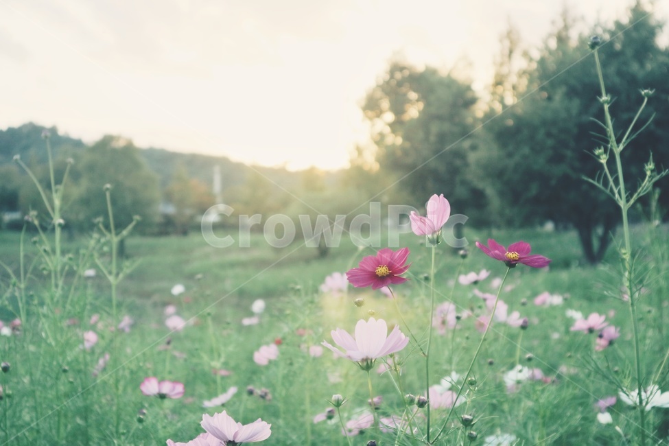 코스모스,cosmos,꽃,flower,따스함,warm,풍경,landscape,자연,nature,가을,계절,fall,autumn,season,식물,자연,plants,nature,꽃,flower,geranium,제라늄,blossom,plant,petal,꽃잎