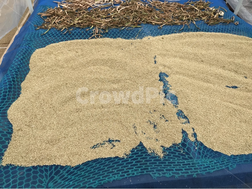 참깨,농사,곡식,참깨말리기,자연,음식,식재료,요리,food,cook,meal,dishes,food reserves,곡류,곡식,cereals