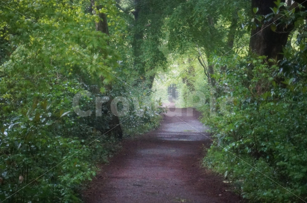 휴식,풍경,숲,제주도,여행,자연,풍경,nature,landscape,제주도,jeju,jeju island,path,통로,outdoors,옥외