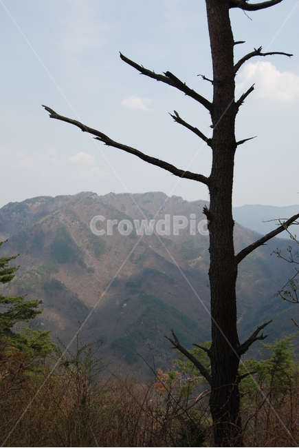 오산,둥주리봉,휴양숲,구례,공원,자연,풍경,nature,landscape,식물,plants,나무,trees,wood,tree,plant,fir,전나무