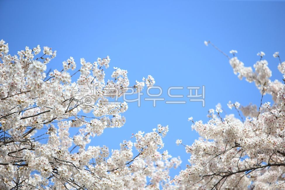 spring flowers,Cherry Blossom,cherryblossom,flower