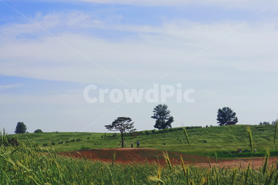 호밀밭,청보리,풍경,landscape,나무,경치,커플,자연,풍경,nature,landscape,grassland,목초지,field,들,outdoors,옥외,savanna,대초원