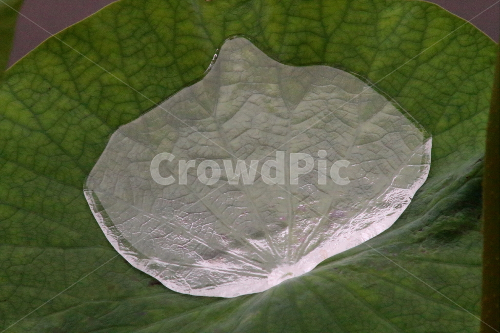 물방울,물,연잎,waterdrop,water,식물,자연,plants,nature
