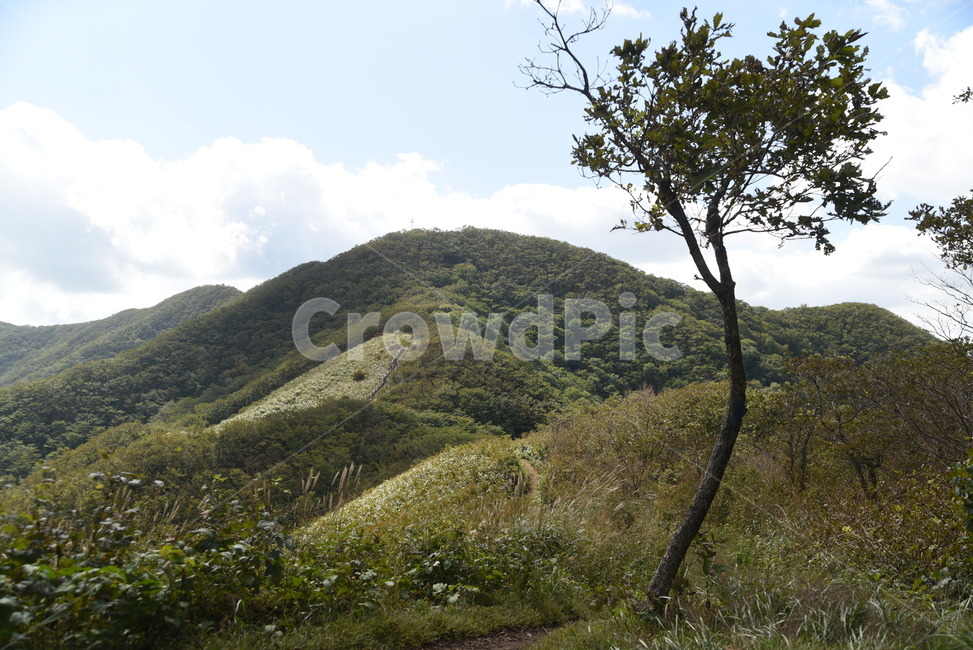 nature,나무,자연,장안산,산,풍경,outdoors,억새,자연,풍경,nature,landscape,옥외,hill,언덕