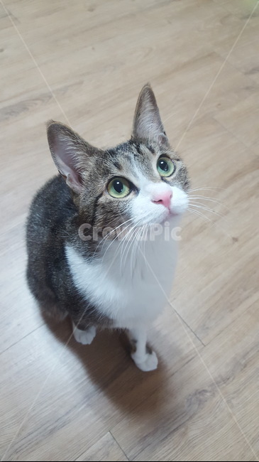 고양이,코숏,냥이,동물,cat,포유류,애완동물,pet,animal