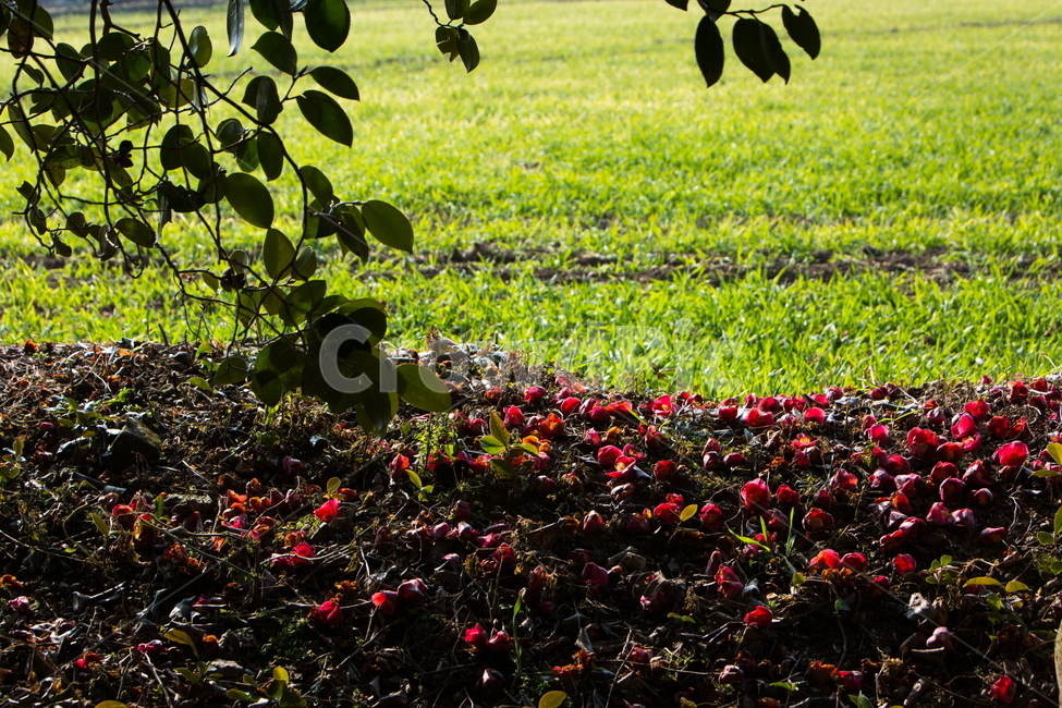 동백꽃,봄,동백,감성,빛,식물,자연,plants,nature,꽃,flower