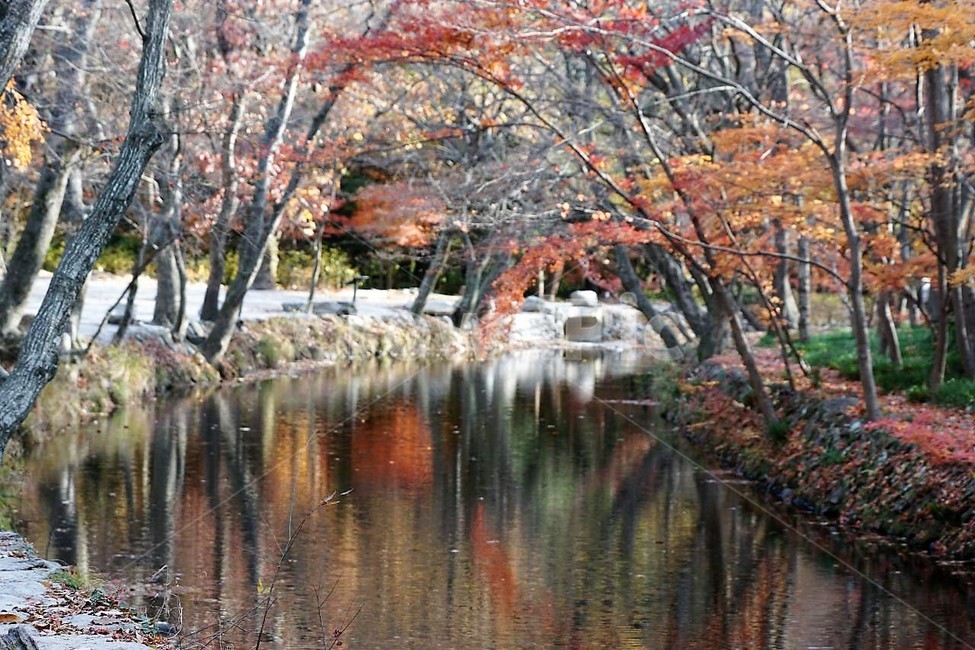 가을,단풍잎,나무,자연,계절,풍경,낙엽,붉은색,nature,autumn,season,고창,선운사,냇물,그림자,가을,계절,fall,autumn,season,자연,풍경,nature,landscape,한국자연풍경,한국자연경관,korea nature landscape,plant,식물,outdoors,옥외