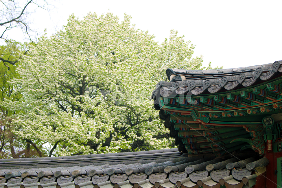 창덕궁,조팝,꽃,궁궐,한옥,한국전통,한국문화,korean traditional,korean culture