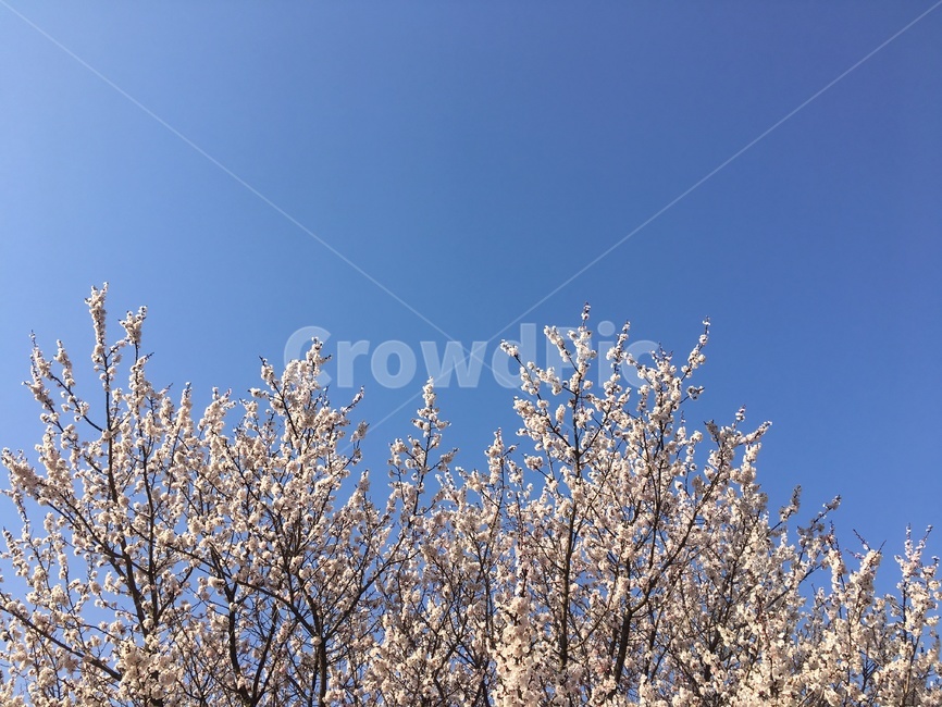 벚꽃,꽃,풍경,봄,하늘,핑크,flower,구름,sky,spring,봄,계절,spring,season,nature,자연,ice,빙,outdoors,옥외