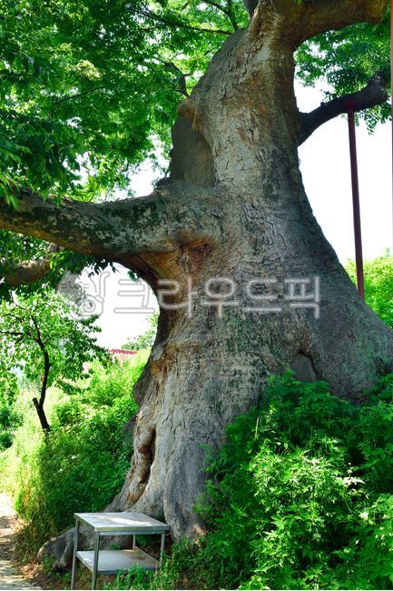 경기도,화성시,나무,천연기념물,밑중치,보호수,노거수,자연,식물,나무줄기