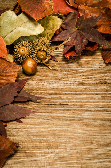 nature,concept,deck,tree,acorn,leaf,fallen leaves,background,plant,season,autumn,floor,decoration,table,Maple