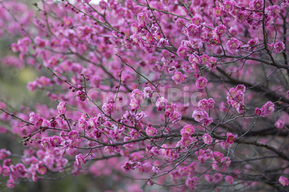 매화,홍매화,봄,꽃사진,풍경,봄,계절,spring,season,식물,자연,plants,nature,꽃,flower,plant,blossom