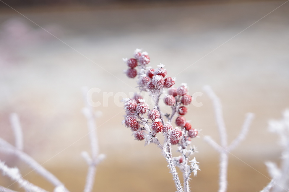설경,눈,풍경,겨울,자연,겨울,계절,winter,season,식물,자연,plants,nature,과일,열매,fruit