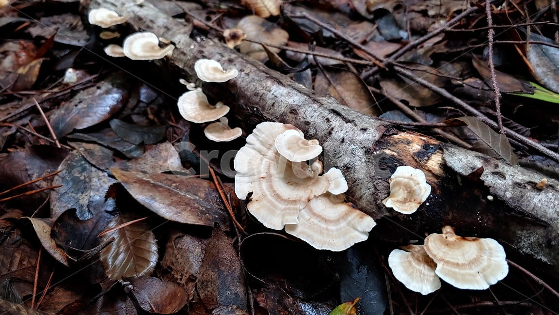 버섯,야생버섯,독버섯,afieldmushroom,setas,버섯,mushroom