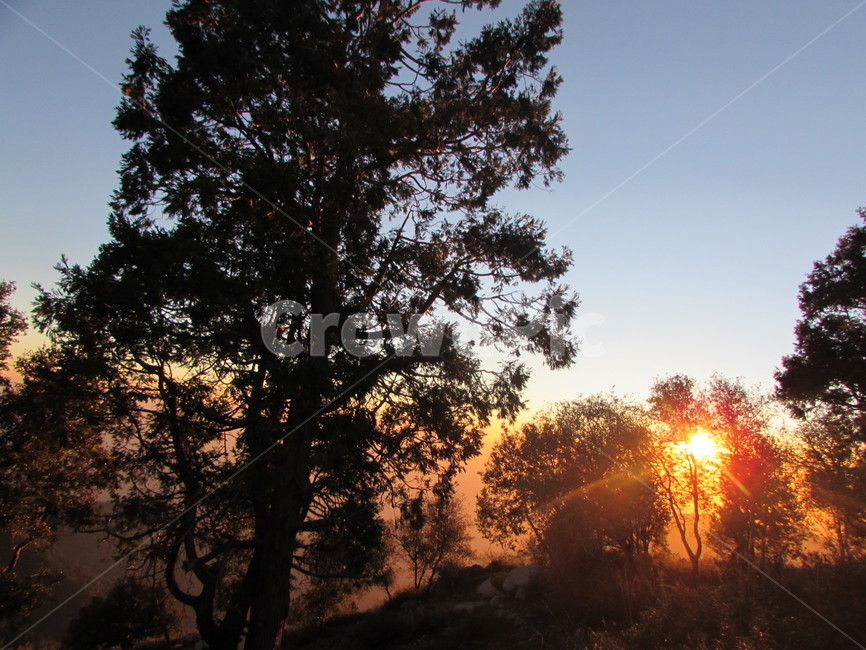 미국,풍경,감성,나무,노을,tree,sunset,america,landscape,sensibility
