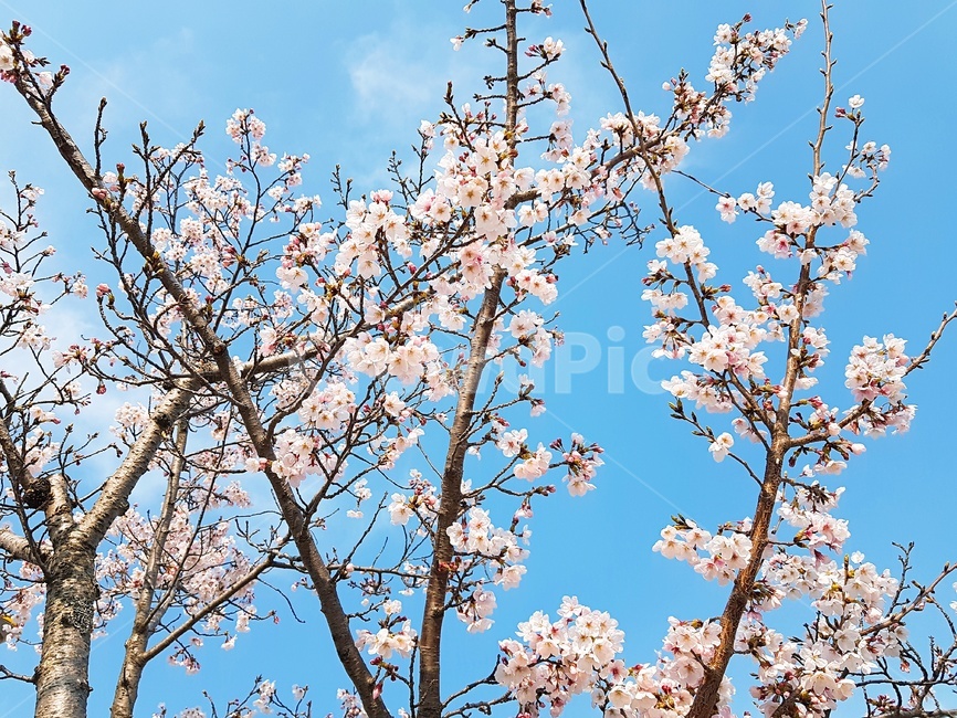 봄,벚꽃,cherryblossom,꽃,flower,blossom,하늘,봄,계절,spring,season