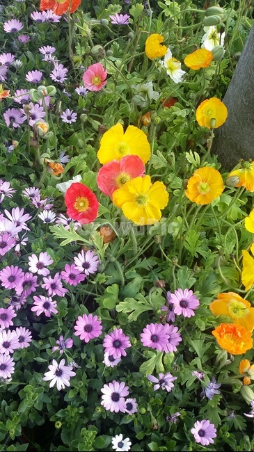 꽃,작은꽃,flowers,geranium,blossom,식물,자연,plants,nature,꽃,flower