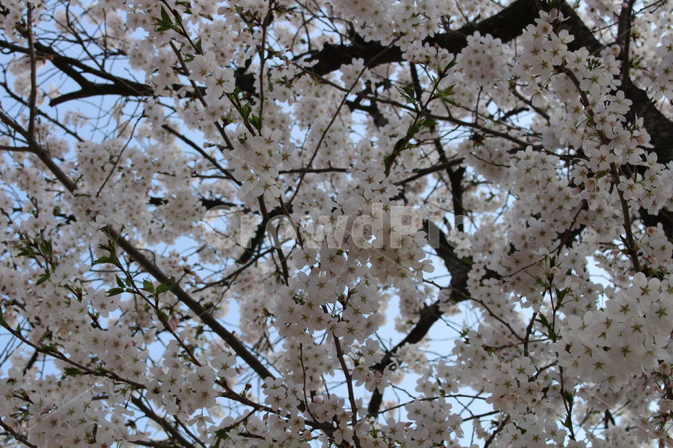 식물,벚꽃,하늘,flower,꽃