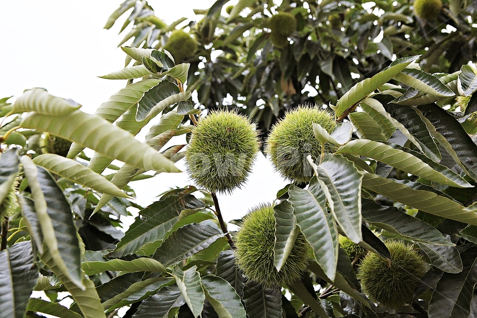 밤송이,밤,밤나무,나무,식물,자연,잎,밤나무잎,과일,열매,fruit