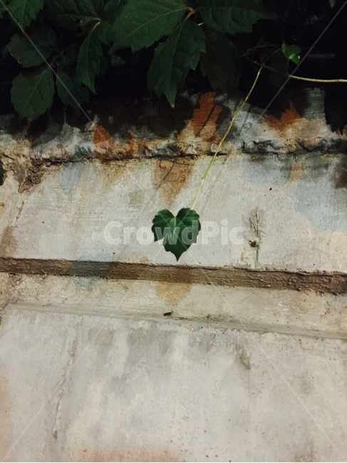 나뭇잎,잎사귀,하트모양,담벼락,담쟁이덩굴,덩굴,leaf,하트,식물,자연,plants,nature