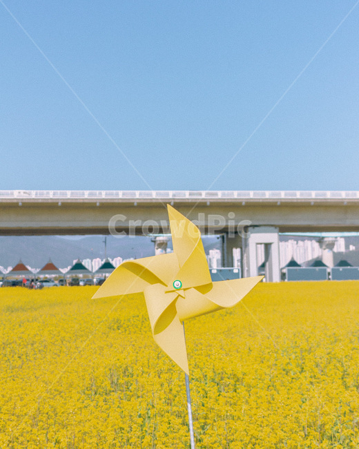 바람개비,유채꽃,노란바란개비,노란꽃,유채꽃축제,대저생태공원,봄,계절,spring,season,감성,sensible,feeling,색깔,색상,색채,색감,color sense,color sensitivity,feeling of color,사물,물건,오브젝트,thing,object,matter