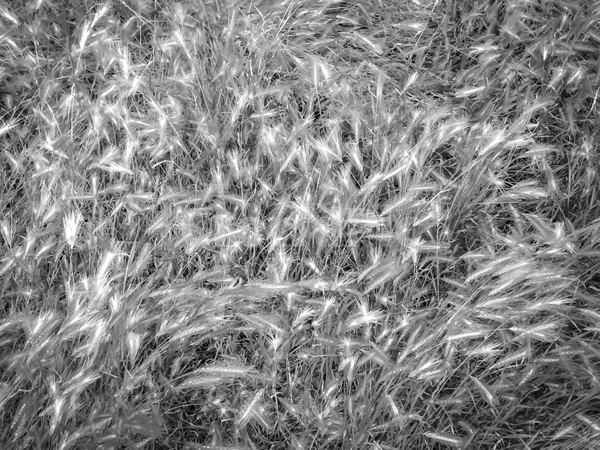 갈대,바람,감성,느낌,바탕화면,배경,모노,흑백,식물,자연,plants,nature,흑백,모노톤,monochrome,black and white