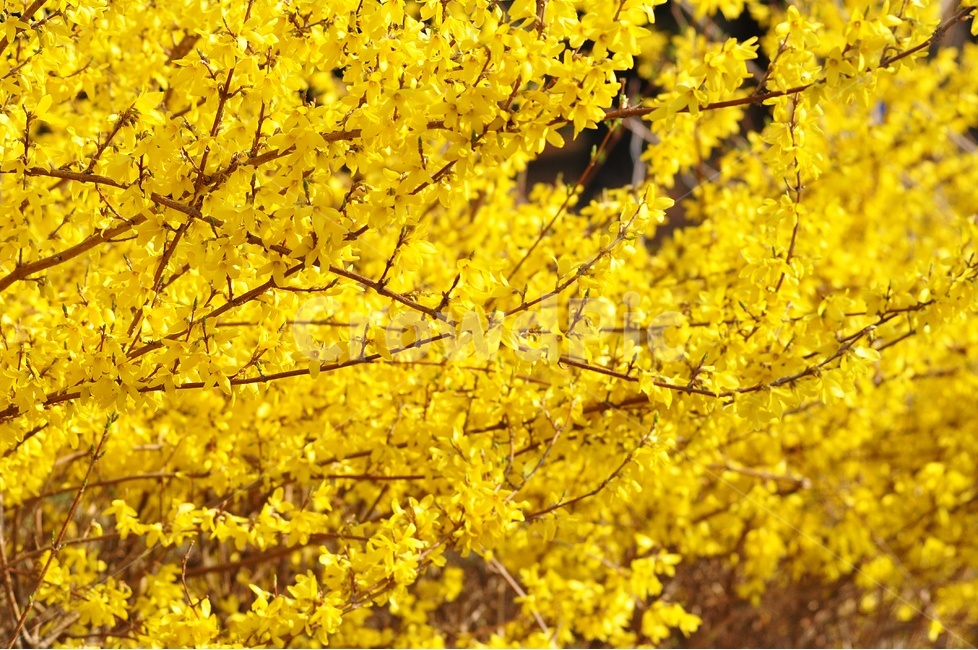 노랑,노란색,개나리,꽃사진,꽃,봄,봄,계절,spring,season,식물,자연,plants,nature,꽃,flower,tree,나무,maple,단풍,plant,leaf,잎