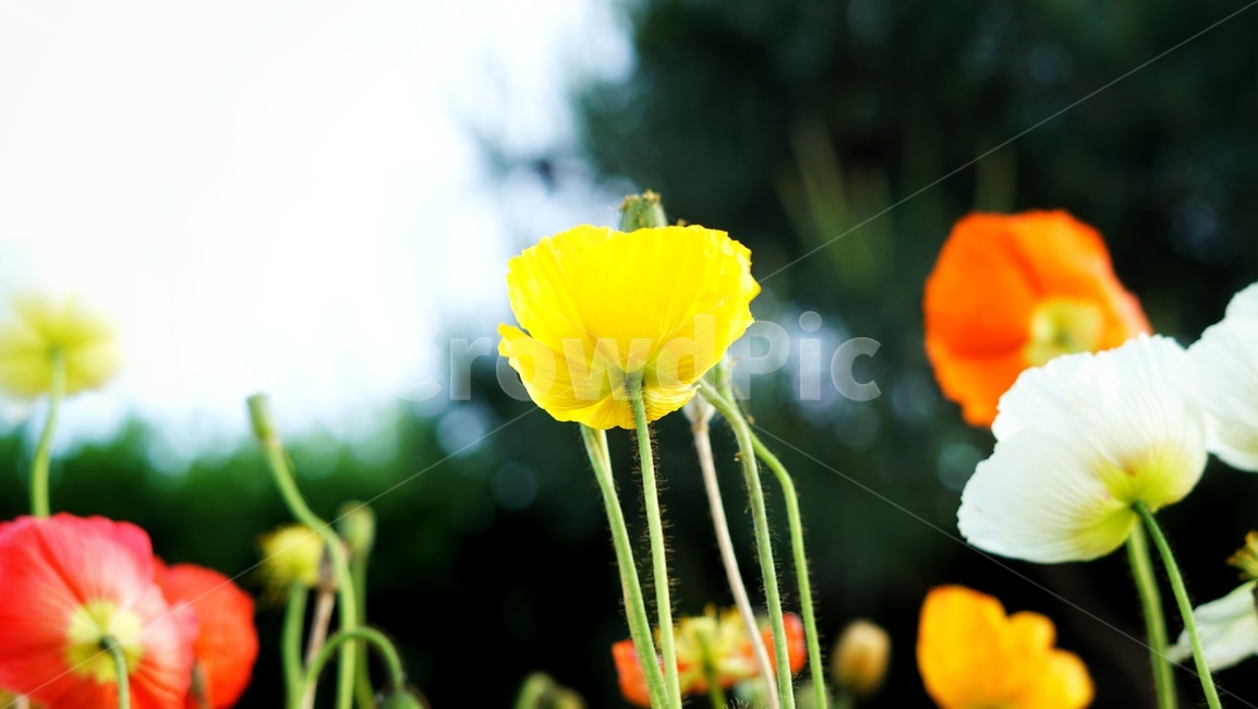 꽃,들꽃,봄,자연,flower,nature,식물,식물,자연,plants,nature,꽃,flower