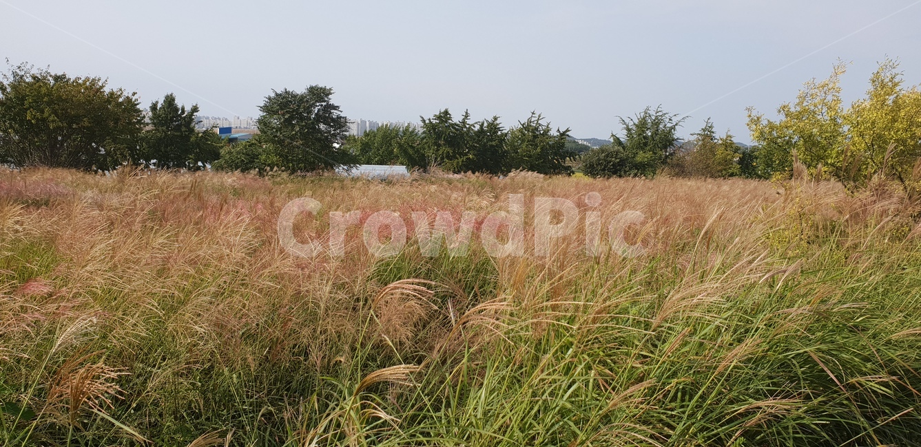 억새밭,억새,가을,억새밭길,풀밭,가을,계절,fall,autumn,season,자연,풍경,nature,landscape,outdoors,옥외,grassland,목초지,field,들,plant,식물,grass,잔디,savanna,대초원
