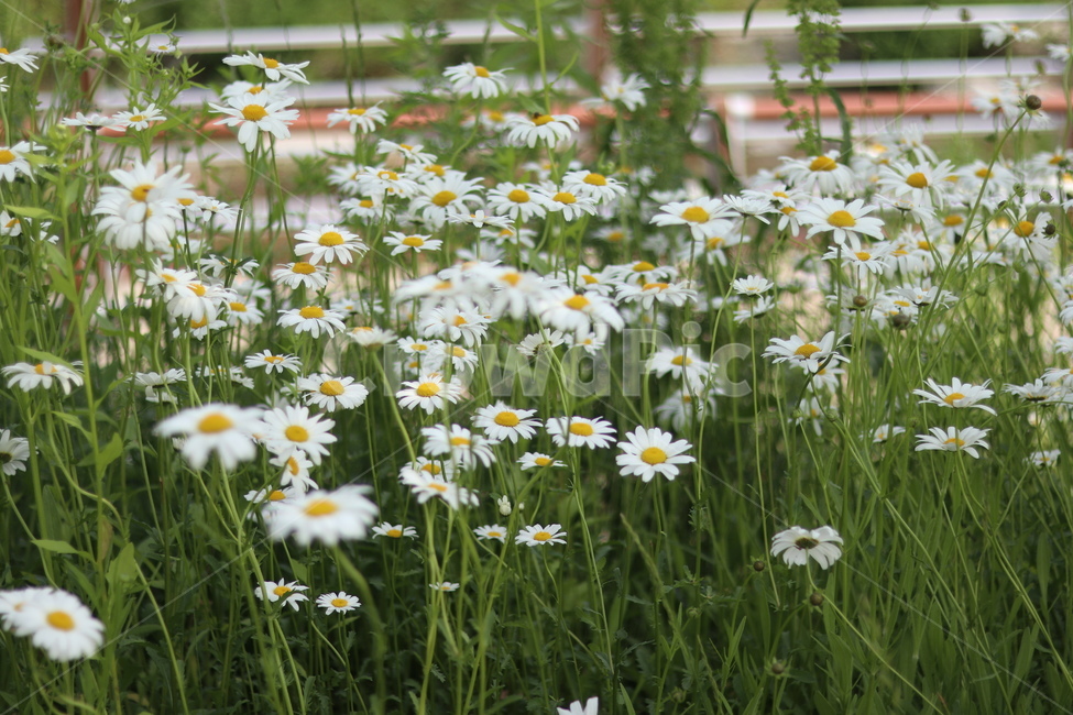샤스타데이지,흰색,냇가,봄,빛,봄,계절,spring,season,식물,자연,plants,nature,꽃,flower,plant,blossom,daisy,데이지,daisies