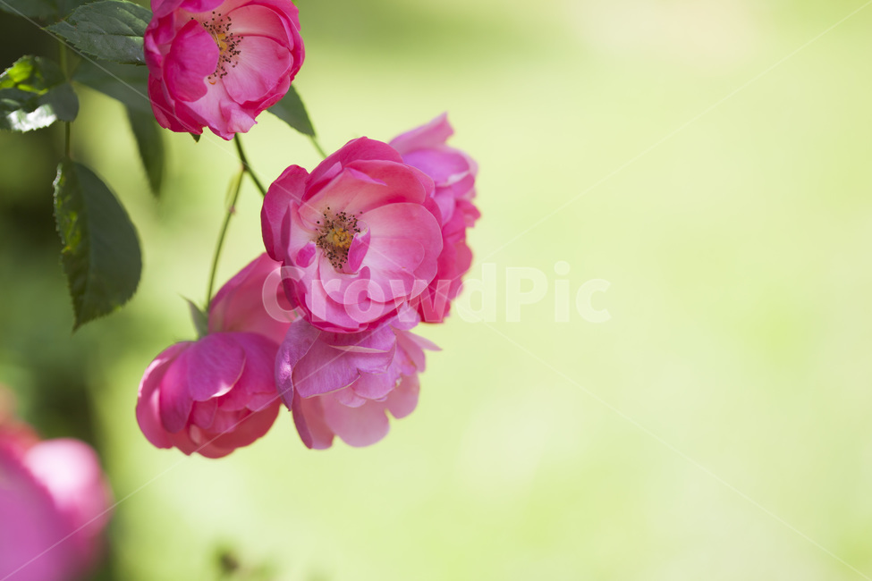 작약,봄꽃,수목원,분홍꽃,접사,약용식물,공원,야생화,배경,자연,flower,식물,자연,plants,nature,꽃,flower