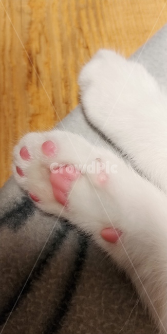 고양이,반려묘,동물,포유류,아기고양이,야옹이,냥이,새끼고양이,cat,pet,동물,animal,포유류,mammal,고양이,cat,kitten,kitty