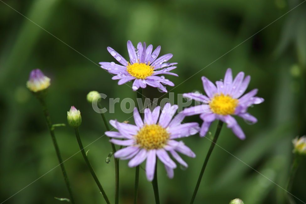 구절초,plant,식물,flower,blossom,식물,자연,plants,nature,꽃,flower