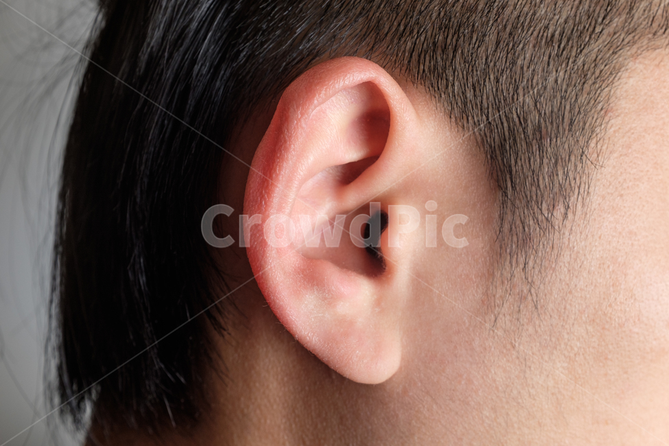 human ear,close up,earflaps,body parts,sense organs,profile,cartilage,earlobe,skin,sense,body,listen,hair,person,ear,man,adult