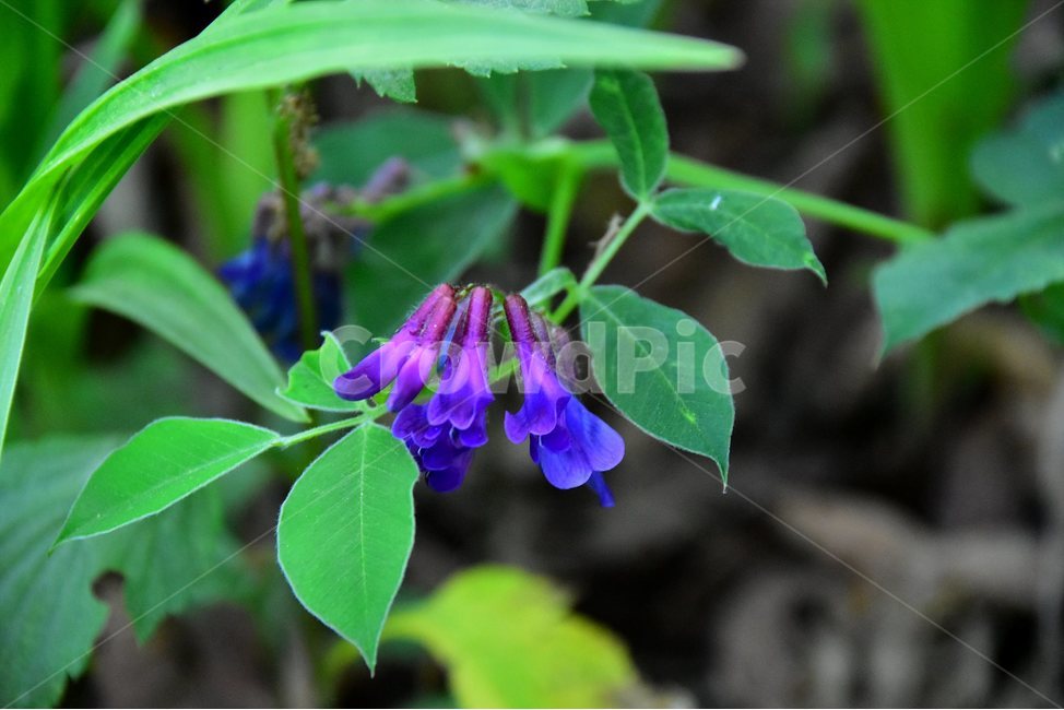 네잎갈퀴나물,야생화,꽃,식물,자연,생태,플라워,flower,plants,nature,식물,자연,plants,nature,꽃,flower