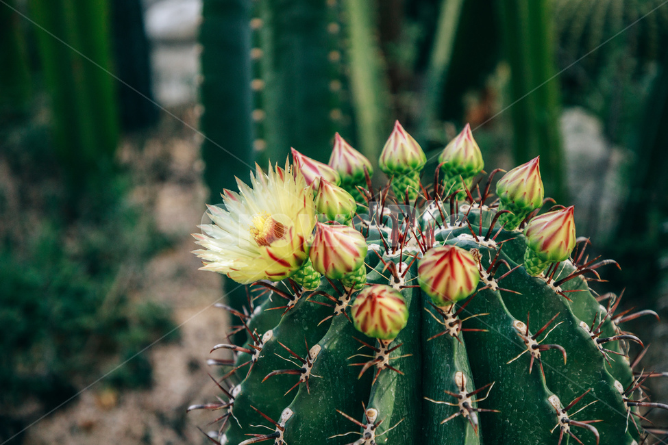 자연,식물,선인장,꽃,선인장꽃,초록,plant,cactus,식물,자연,plants,nature