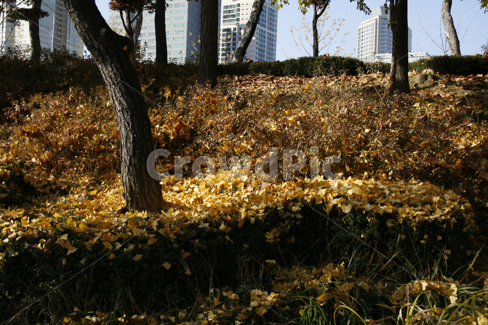 가을,단풍,풍경,나무,낙엽,가을,계절,fall,autumn,season,tree,tree trunk,나무 줄기,plant,식물