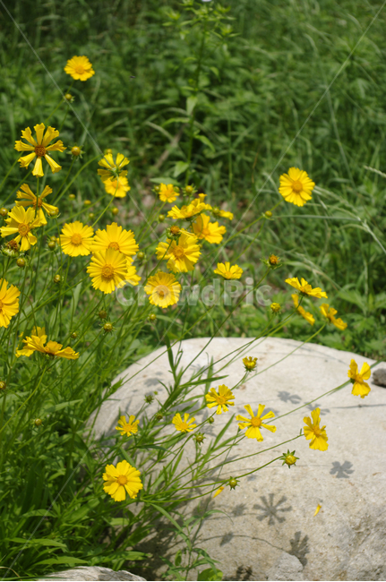 금계국,꽃,식물,flower,plant,식물,자연,plants,nature,꽃,flower
